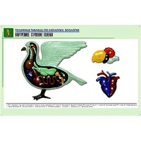 Рельефная таблица "Внутреннее строение голубя" (формат А1, матовое ламинир.) - «globural.ru» - Клин