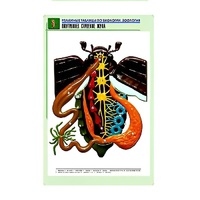 Рельефная таблица "Внутреннее строение жука" (формат А1, матовое ламинир.) - «globural.ru» - Клин