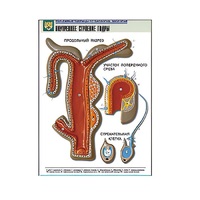 Рельефная таблица "Внутреннее строение гидры" (формат А1, матовое ламинир.) - «globural.ru» - Клин