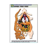 Рельефная таблица "Внутреннее строение кролика" (формат А1, матовое ламинир.) - «globural.ru» - Клин