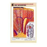 Рельефная таблица "Почка. Макро-микростроение" - «globural.ru» - Клин