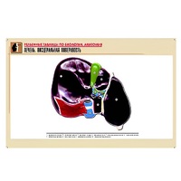 Рельефная таблица "Печень. Висцеральная поверхность" (формат А1, матовое ламинир.) - «globural.ru» - Клин