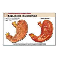 Рельефная таблица "Желудок. Внешняя и внутренняя поверхности" (формат А1, матовое ламинир.) - «globural.ru» - Клин