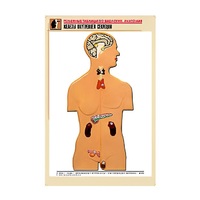 Рельефная таблица "Железы внутренней секреции" (формат А1, матовое ламинир.) - «globural.ru» - Клин