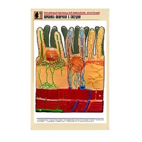 Рельефная таблица "Ворсинка кишечная с сосудом" (формат А1, матовое ламинир.) - «globural.ru» - Клин