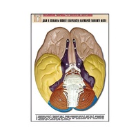 Рельефная таблица "Доли и извилины нижней поверхности полушарий головного мозга" - «globural.ru» - Клин
