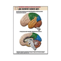 Рельефная таблица "Доли полушарий головного мозга" - «globural.ru» - Клин