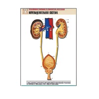 Рельефная таблица "Мочевыделительная система" (формат А1, матовое ламинир.) - «globural.ru» - Клин