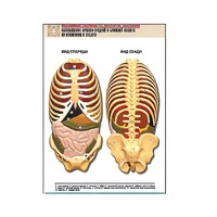 Рельефная таблица "Расположение органов грудной и брюшной полостей по отношению к скелету"(формат А1, лам.) - «globural.ru» - Клин