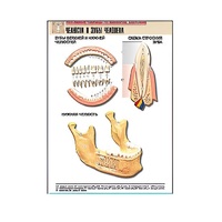 Рельефная таблица "Челюсти и зубы человека" (формат А1, матовое ламинир.) - «globural.ru» - Клин