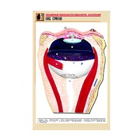 Рельефная таблица "Глаз. Строение" (формат А1, матовое ламинир.) - «globural.ru» - Клин