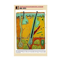 Рельефная таблица "Кожа. Разрез" (формат А1, матовое ламинир.) - «globural.ru» - Клин