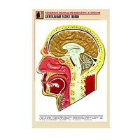 Рельефная таблица "Сагиттальный разрез головы" (формат А1, матовое ламинир.) - «globural.ru» - Клин