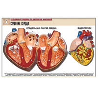 Рельефная таблица "Строение сердца" (формат А1, матовое ламинир.) - «globural.ru» - Клин