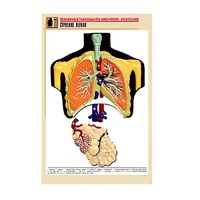 Рельефная таблица "Строение легких" (формат А1, матовое ламинир.) - «globural.ru» - Клин