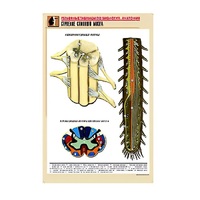 Рельефная таблица "Строение спинного мозга " (формат А1, матовое ламинир.) - «globural.ru» - Клин