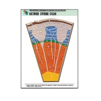 Рельефная таблица "Клеточное строение стебля" (формат А1, матовое ламинир.) - «globural.ru» - Клин