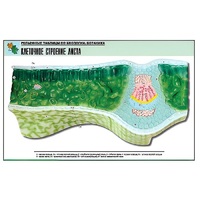 Рельефная таблица "Клеточное строение листа" (формат А1, матовое ламинир.) - «globural.ru» - Клин