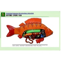 Рельефная таблица "Внутреннее строение рыбы" (формат А1, матовое ламинир.) - «globural.ru» - Клин