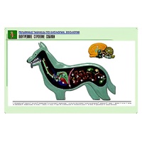 Рельефная таблица "Внутреннее строение собаки" (формат А1, матовое ламинир.) - «globural.ru» - Клин