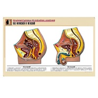 Рельефная таблица "Таз мужской и женский" (формат А1, матовое ламинир.) - «globural.ru» - Клин