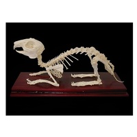 Скелет кролика - «globural.ru» - Клин