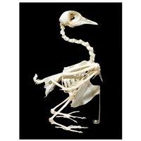 Скелет голубя - «globural.ru» - Клин