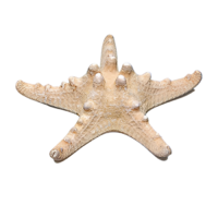 Сухой препарат "Звезда морская" (вариант 2) - «globural.ru» - Клин