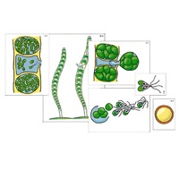 Модель-аппликация "Размножение многоклеточной водоросли" (ламинированная) - «globural.ru» - Клин