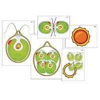 Модель-аппликация "Размножение одноклеточной водоросли" (ламинированная) - «globural.ru» - Клин