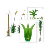 Модель-аппликация "Размножение мха" (ламинированная) - «globural.ru» - Клин