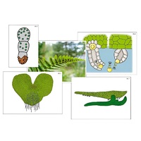 Модель-аппликация "Размножение папоротника" (ламинированная) - «globural.ru» - Клин