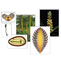 Модель-аппликация "Размножение сосны" (ламинированная) - «globural.ru» - Клин