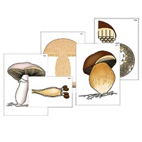Модель-аппликация "Размножение шляпочного гриба" (ламинированная) - «globural.ru» - Клин