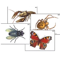 Модель-аппликация "Разнообразие беспозвоночных" (ламинированная) - «globural.ru» - Клин