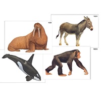 Модель-аппликация "Разнообразие высших хордовых 2. Млекопитающие" (ламинированная) - «globural.ru» - Клин