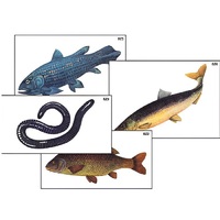 Модель-аппликация "Разнообразие низших и высших хордовых" (ламинированная) - «globural.ru» - Клин