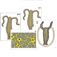 Модель-аппликация "Строение и размножение гидры" (ламинированная) - «globural.ru» - Клин