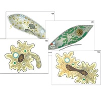 Модель-аппликация "Строение и разнообразие простейших" (ламинированная) - «globural.ru» - Клин