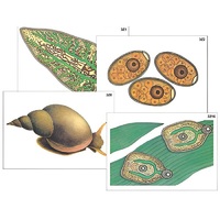 Модель-аппликация "Циклы развития печеночного сосальщика и бычьего цепня" (ламинированная) - «globural.ru» - Клин