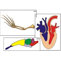 Модель-аппликация "Эволюция важнейших систем органов позвоночных" (ламинированная) - «globural.ru» - Клин
