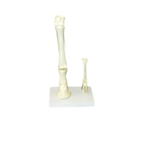 Модель "Скелет конечностей лошади и овцы" (на подставке) - «globural.ru» - Клин