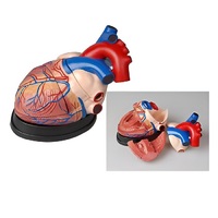 Модель сердца в разрезе (демонстрационная) - «globural.ru» - Клин