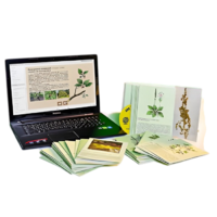 Гербарий натурально-интерактивный "Дикорастущие растения" - «globural.ru» - Клин