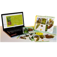 Коллекция натурально-интерактивная "Голосеменные растения" - «globural.ru» - Клин