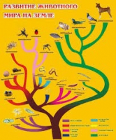 Стенд "Развитие животного мира на земле" - «globural.ru» - Клин