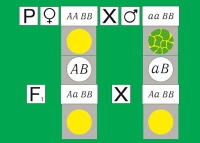 Модель-аппликация Дигибридное скрещивание. Законы Менделя. (набор из 84 карт) - «globural.ru» - Клин