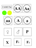 Модель-аппликация Моногибридное скрещивание и его цитологические основы - «globural.ru» - Клин