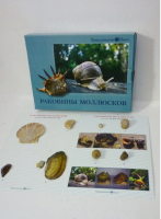 Коллекция "Раковины моллюсков" (вариант 2) - «globural.ru» - Клин