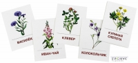 Раздаточные карточки "Цветы полевые" - «globural.ru» - Клин